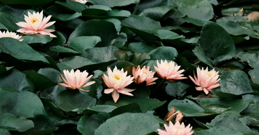 Terapia grupal online con enfoque emocional